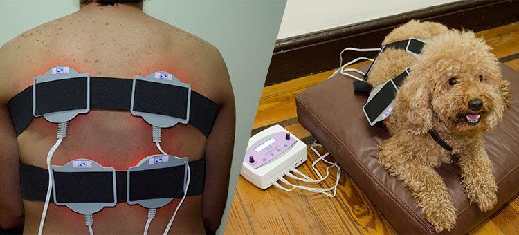 Uso de fototerapia en veterinaria y kinesiología Aplicación Fototerapia